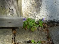 fruehling16 winzige farbtupfer zwischen grauem gemuer - so viel mut moecht ich einmal haben